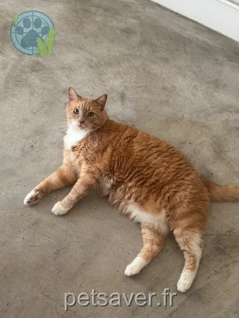 chat reunited 34170 Castelnau-le-Lez Napolochon
