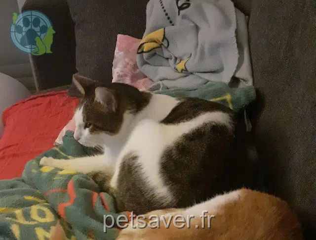 kater reunited   34730 Prades-le-Lez Nemo