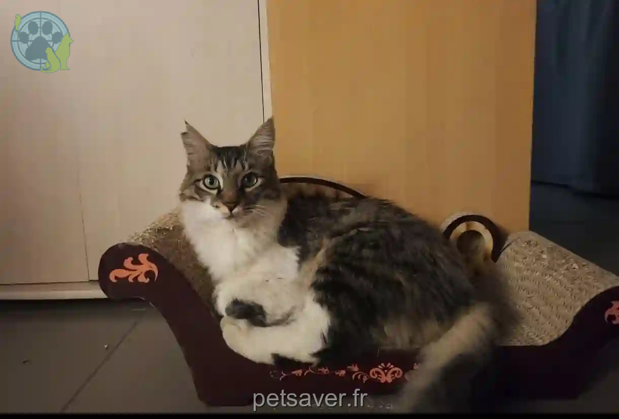 Chat Trouvé 34 Hérault - Obiwan-ou-bibi Chat Trouvé 34 Hérault - Obiwan-ou-bibi