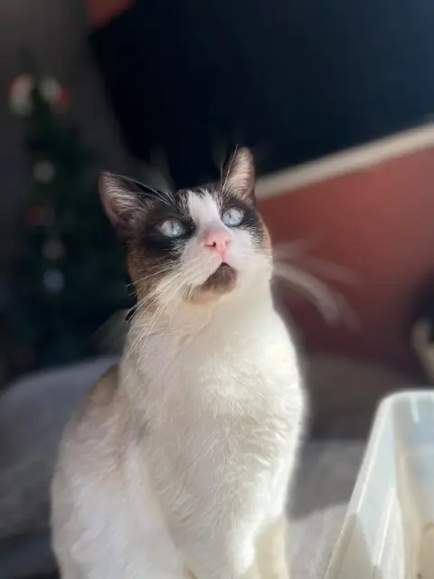 chat reunited   34670 Baillargues Oslo