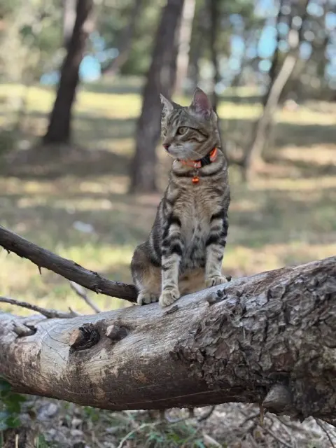 chat reunited   34760 Boujan-sur-Libron Ponyo