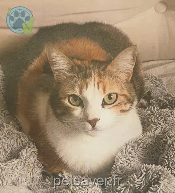 chat reunited 34230 Tressan Praline