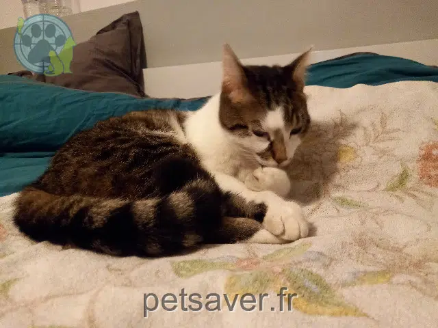 chat reunited   34150 Aniane Rico