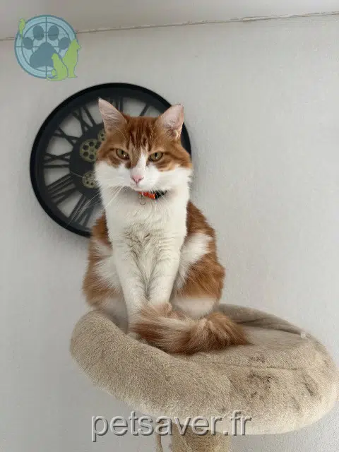 chat reunited 34990 Juvignac Robie