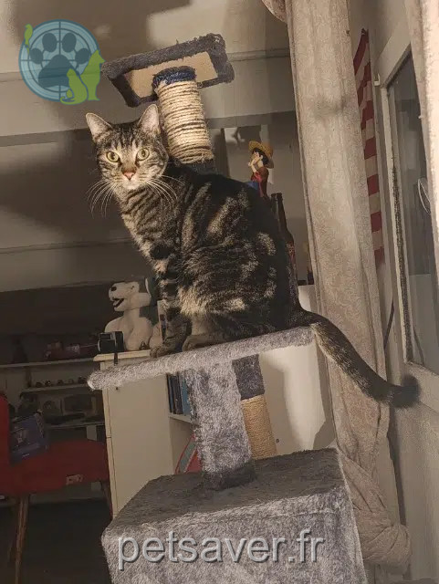 kater reunited   34420 Portiragnes Simbas