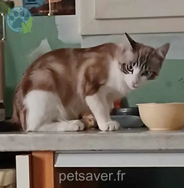 chat reunited   34140 Mèze Speedoux