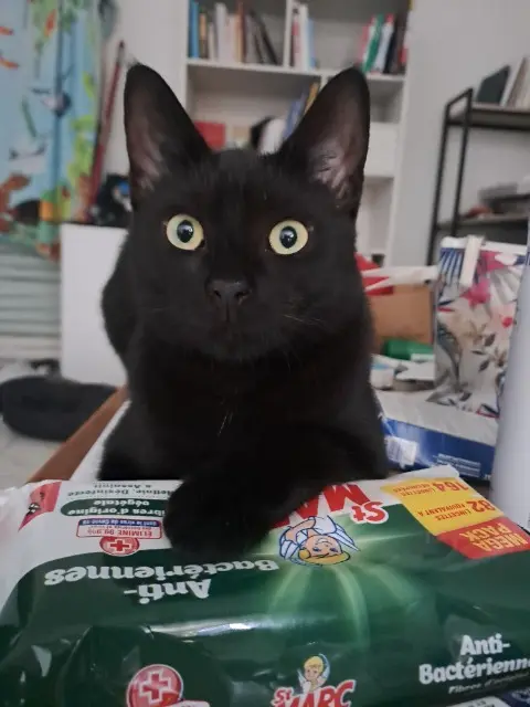 chat reunited   34470 Pérols Strike