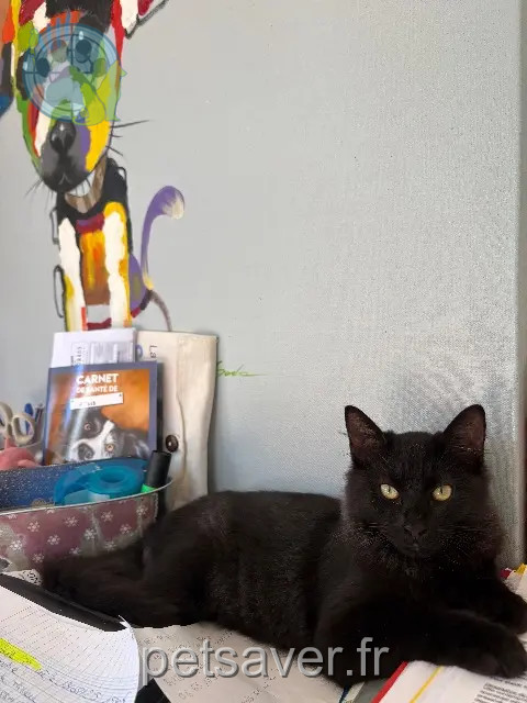chat reunited   34300 Agde Sïmone