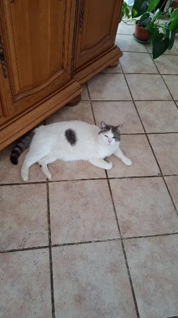 chat reunited   34480 Pouzolles Tartine