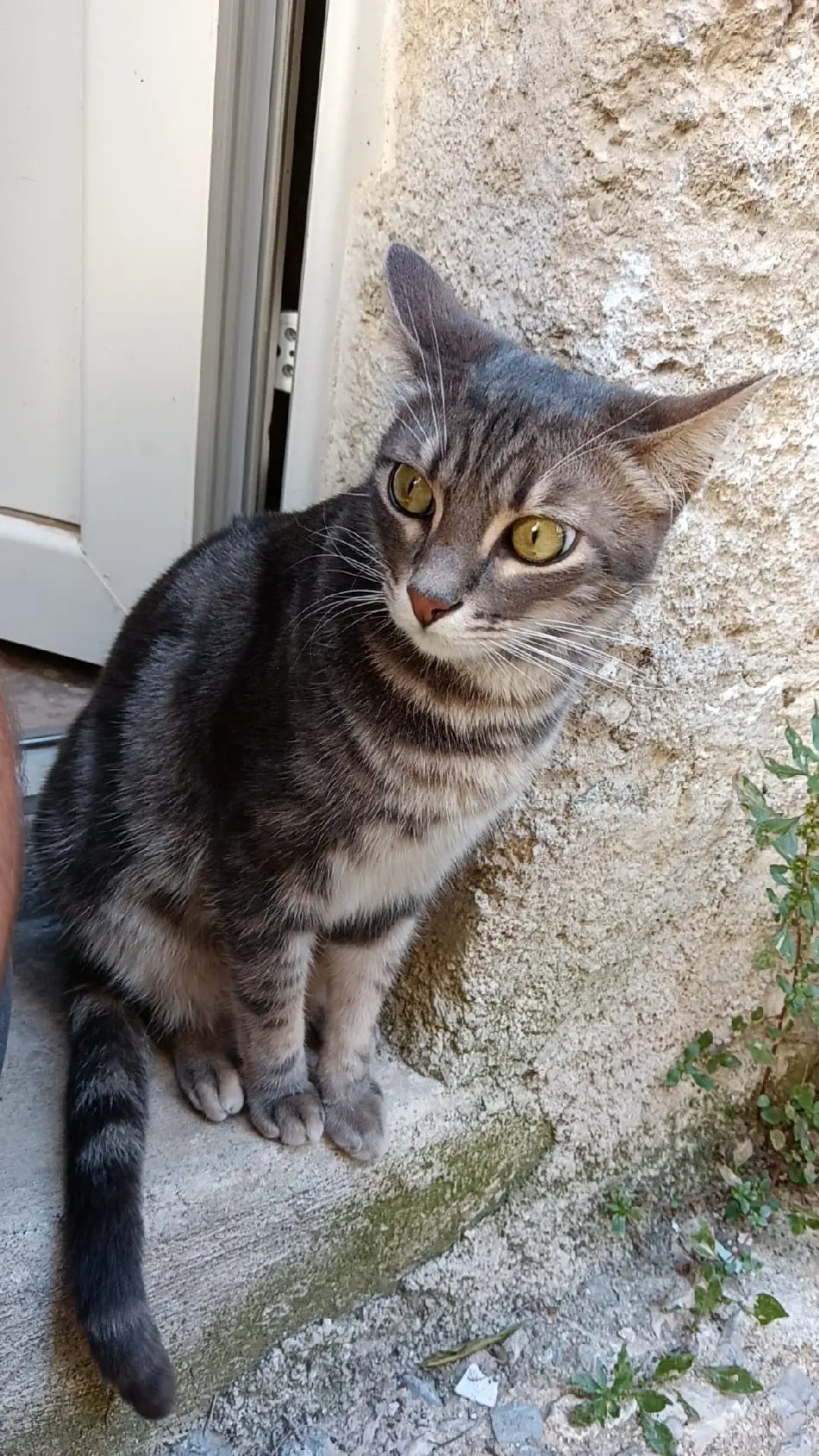 Chat Perdu 34 Hérault - Tigrou Chat Perdu 34 Hérault - Tigrou