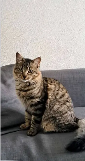 chat reunited   34800 Nébian Tsuki