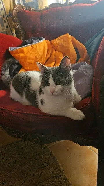 chat reunited   34400 Lunel-Viel Tyson
