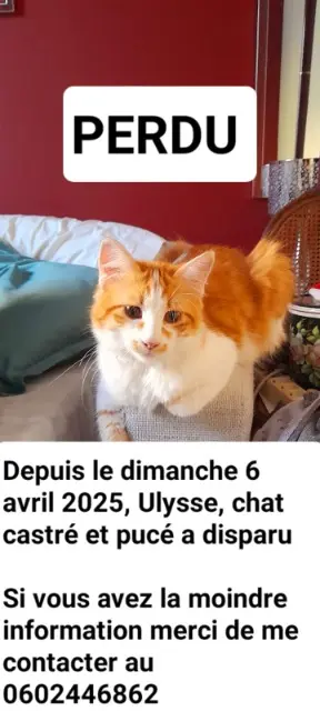 chat reunited   34210 Cesseras Ulysse