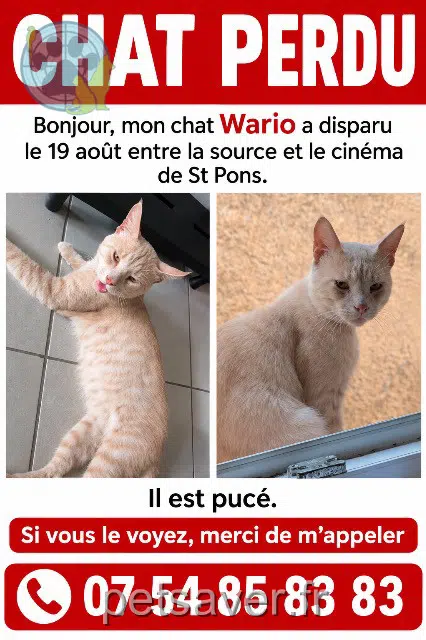 chat reunited 34220 Saint-Pons-de-Thomières Wario