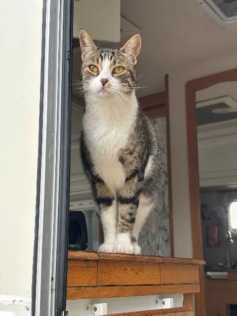 chat reunited   34230 Paulhan Yoda