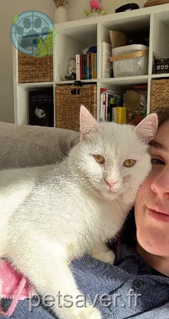 chat reunited   35340 Liffré Arlo