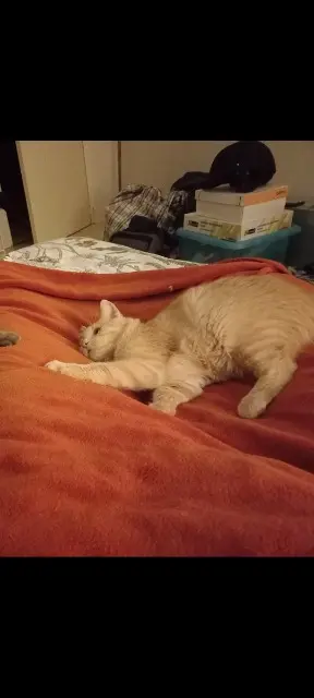 chat reunited   35380 Plélan-le-Grand Asclepios