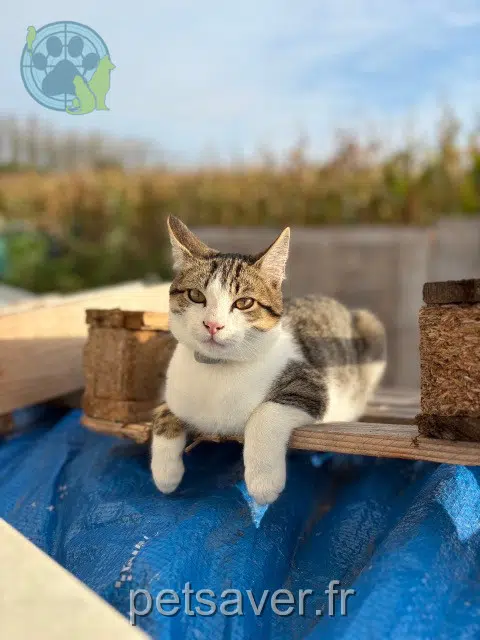 chat reunited 35120 La Boussac Aïko