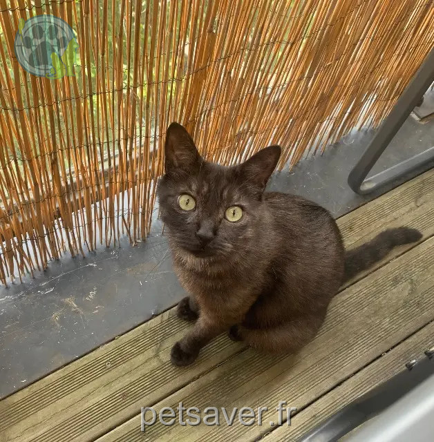 gatto reunited 35230 Noyal-Châtillon-sur-Seiche Baloo