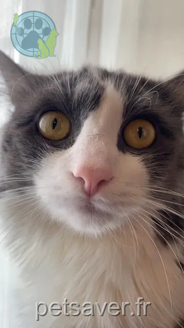 chat reunited   35510 Cesson-Sévigné Bean