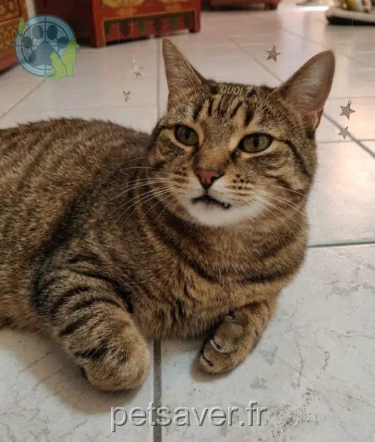 chat reunited 35320 Le Sel-de-Bretagne Biscuit