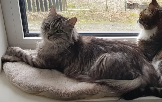 chat reunited   35240 Retiers Blue