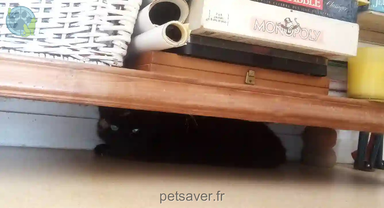 Chat Trouvé 35 Ille-et-Vilaine - Boudi Chat Trouvé 35 Ille-et-Vilaine - Boudi