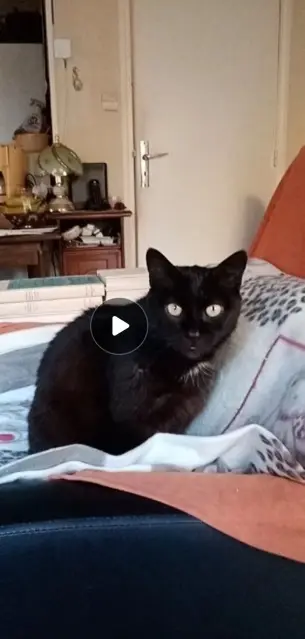 chat reunited   35260 Cancale Cacao