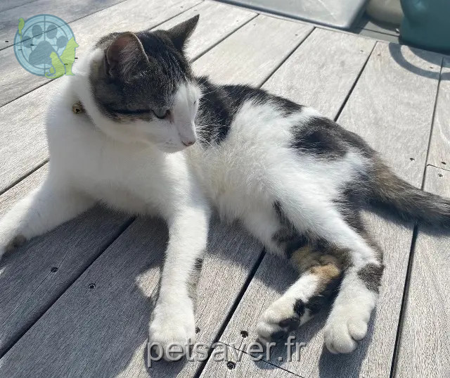 chat reunited 35510 Cesson-Sévigné Chatterton