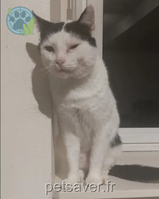 chat reunited   35530 Noyal-sur-Vilaine Choco