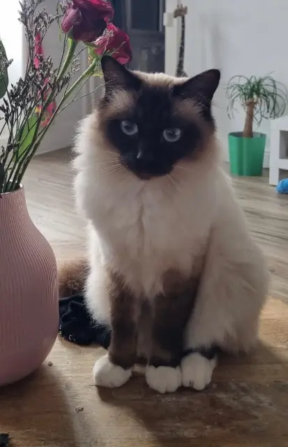 chat reunited   35170 Bruz Chocolat