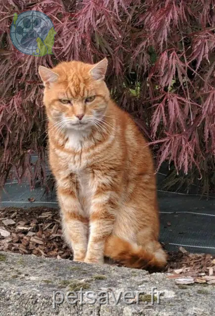 chat reunited   35510 Cesson-Sévigné Fidji