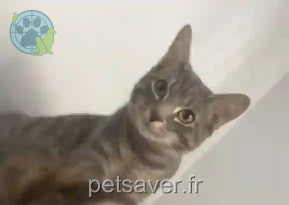 Chat Trouvé 35 Ille-et-Vilaine - Flocky Chat Trouvé 35 Ille-et-Vilaine - Flocky