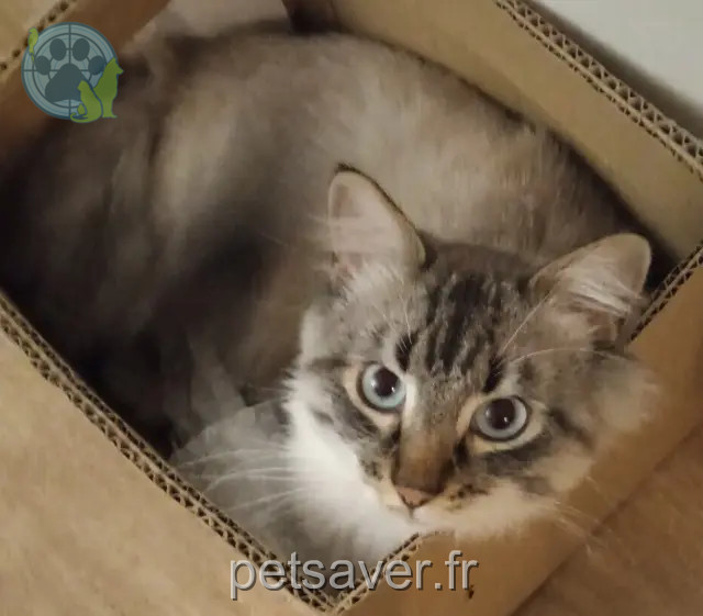 gato reunited   35170 Bruz Freddy