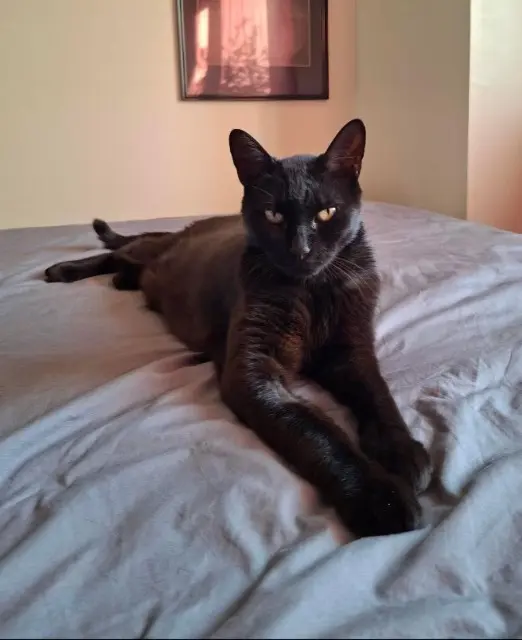 chat reunited   35220 Châteaubourg Fripouille