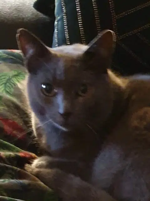 chat reunited   35350 Saint-Méloir-des-Ondes Gandalf