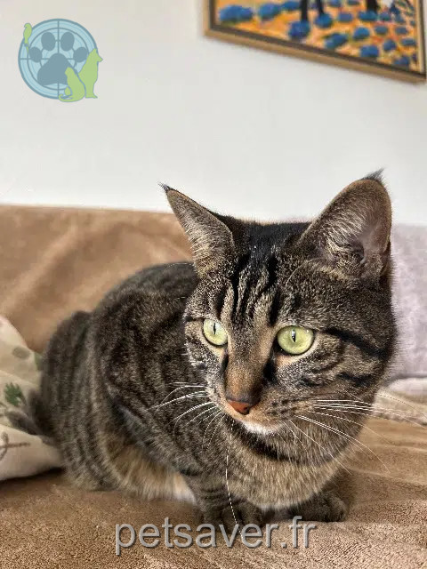 chat reunited   35510 Cesson-Sévigné Georges