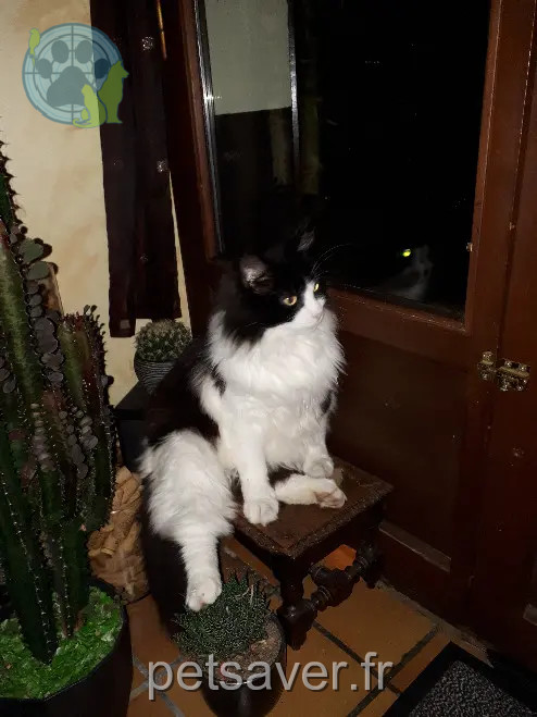 Chat Perdu 35 Ille-et-Vilaine - Guigui Chat Perdu 35 Ille-et-Vilaine - Guigui