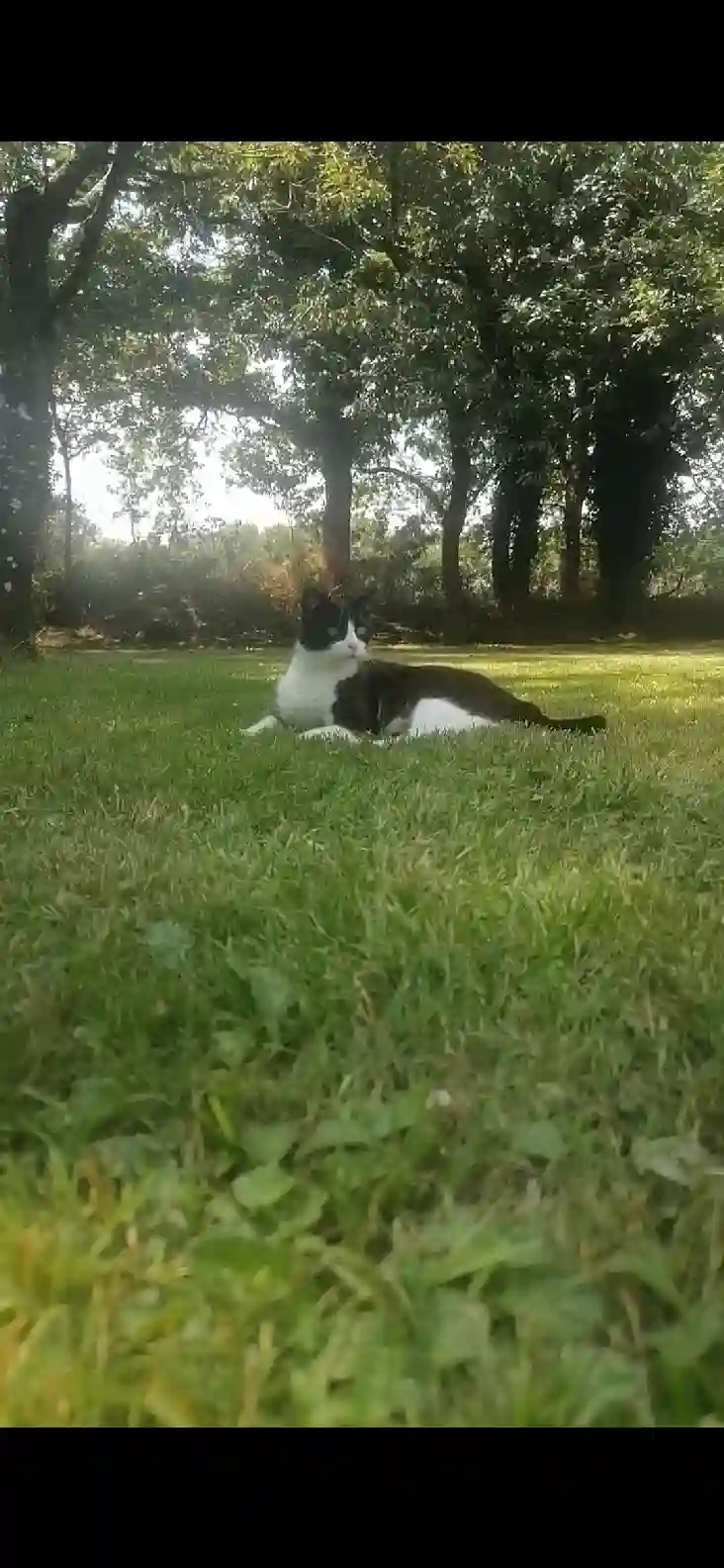 Chat Trouvé 35 Ille-et-Vilaine - Gwen-a-du Chat Trouvé 35 Ille-et-Vilaine - Gwen-a-du