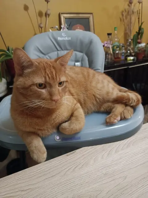 chat reunited   35530 Brécé Ichigo