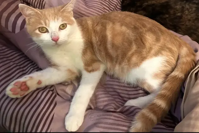 chat reunited   35400 Saint-Malo Iko