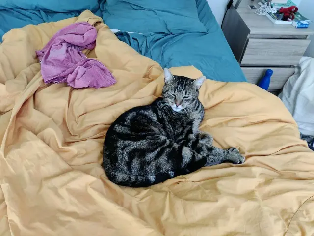 chat reunited   35300 Fougères Johnwick