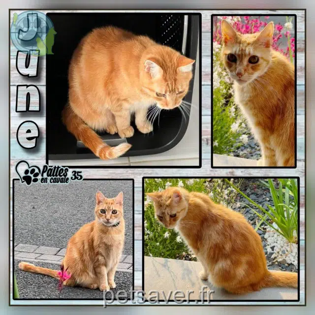 chat reunited   35230 Orgères June