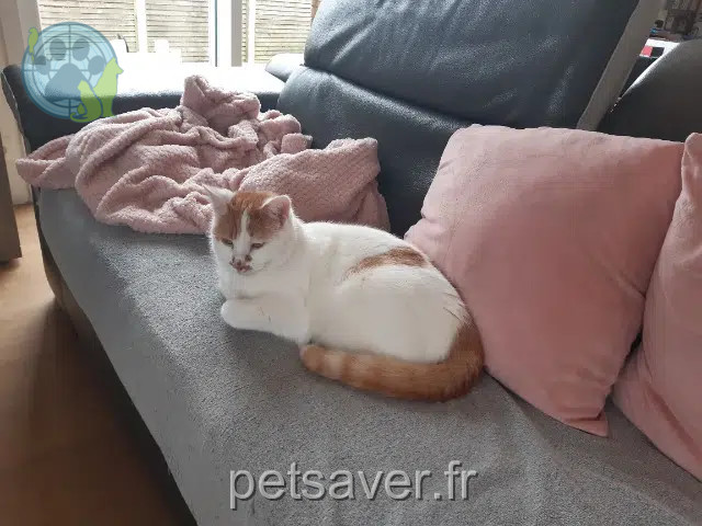 chat reunited   35600 Redon Karma