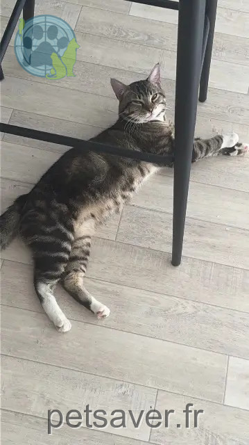 chat reunited 35340 Liffré Kenz
