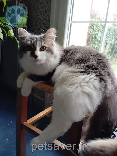 chat reunited 35510 Cesson-Sévigné Kili