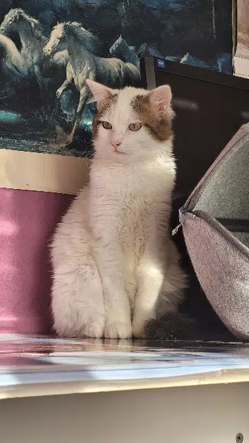 chat reunited   35830 Betton Krokmou