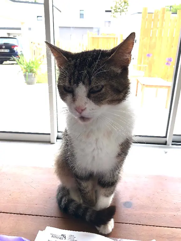Chat Perdu 35 Ille-et-Vilaine - Lazo Chat Perdu 35 Ille-et-Vilaine - Lazo