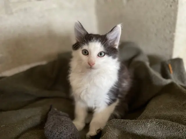 chat reunited    Luitré-Dompierre Tilou