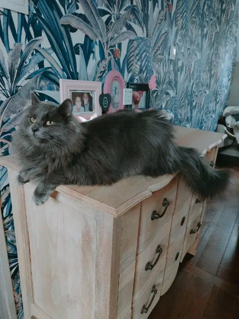 chat reunited   35330 Loutehel Marty